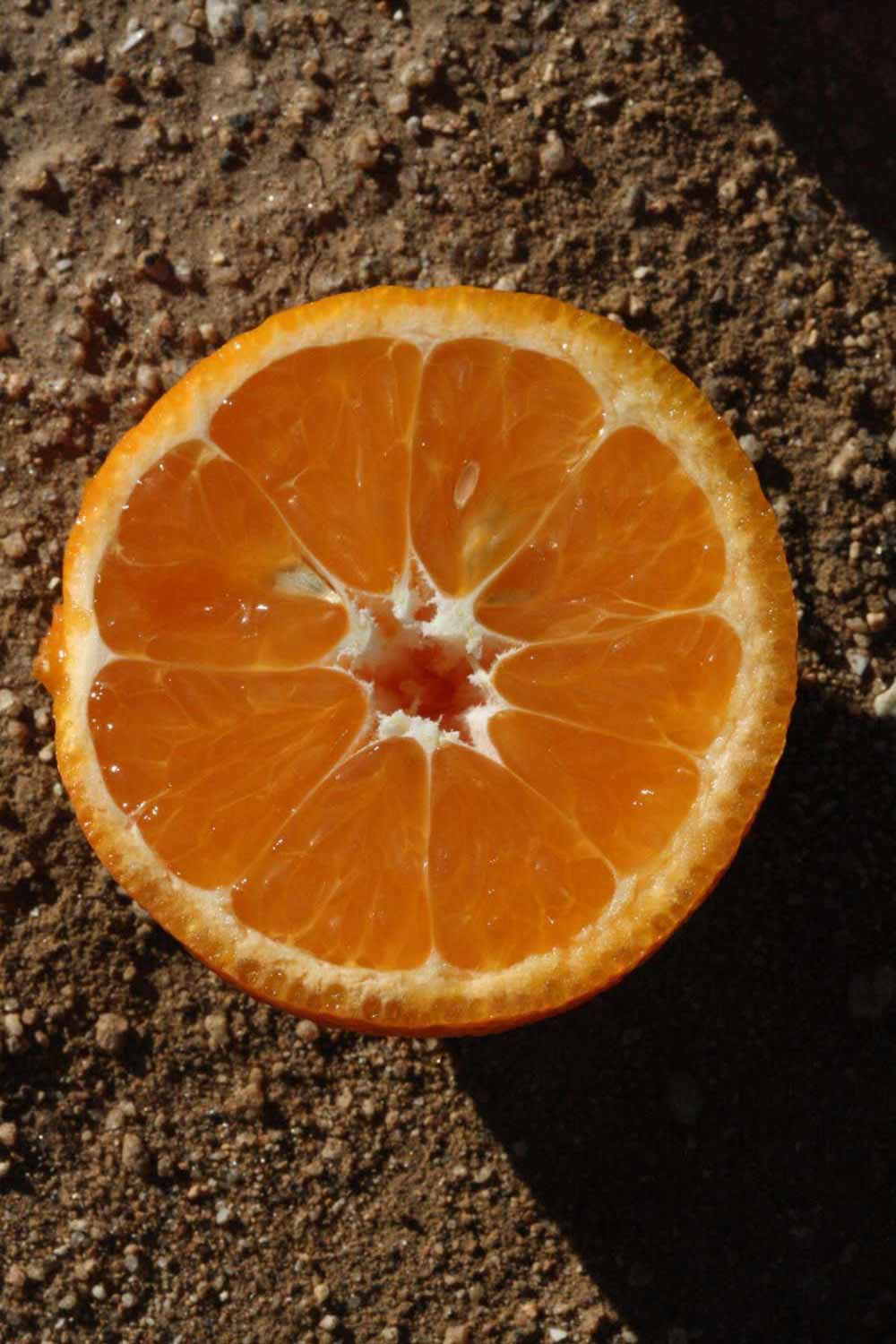              Fruit cross-section (Riverside, CA)       